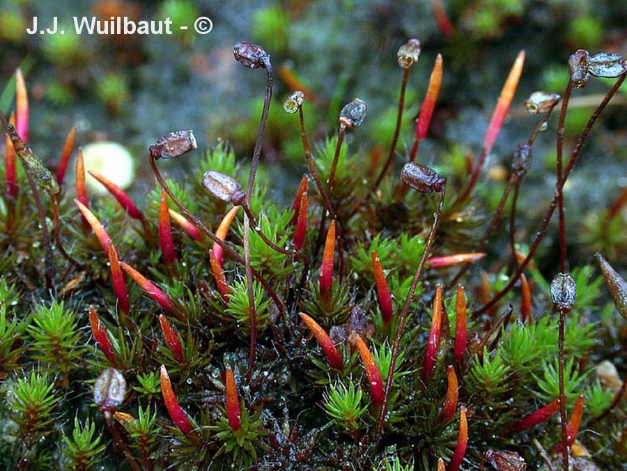 Polytrichum piliferum