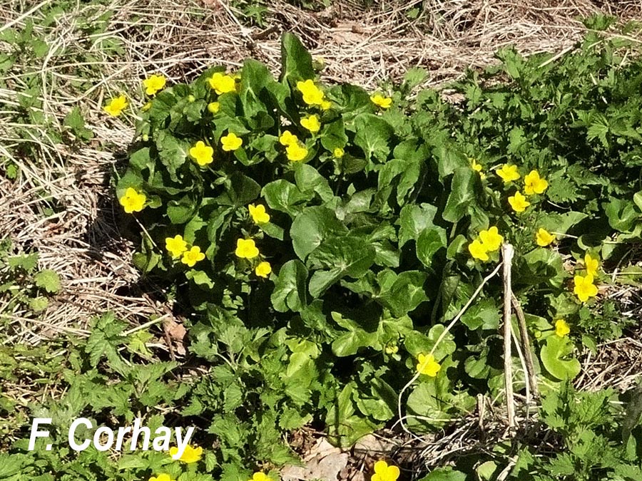 Caltha palustris