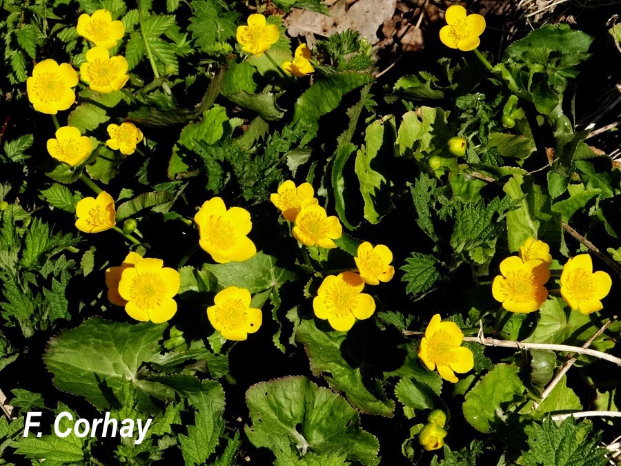 Caltha palustris