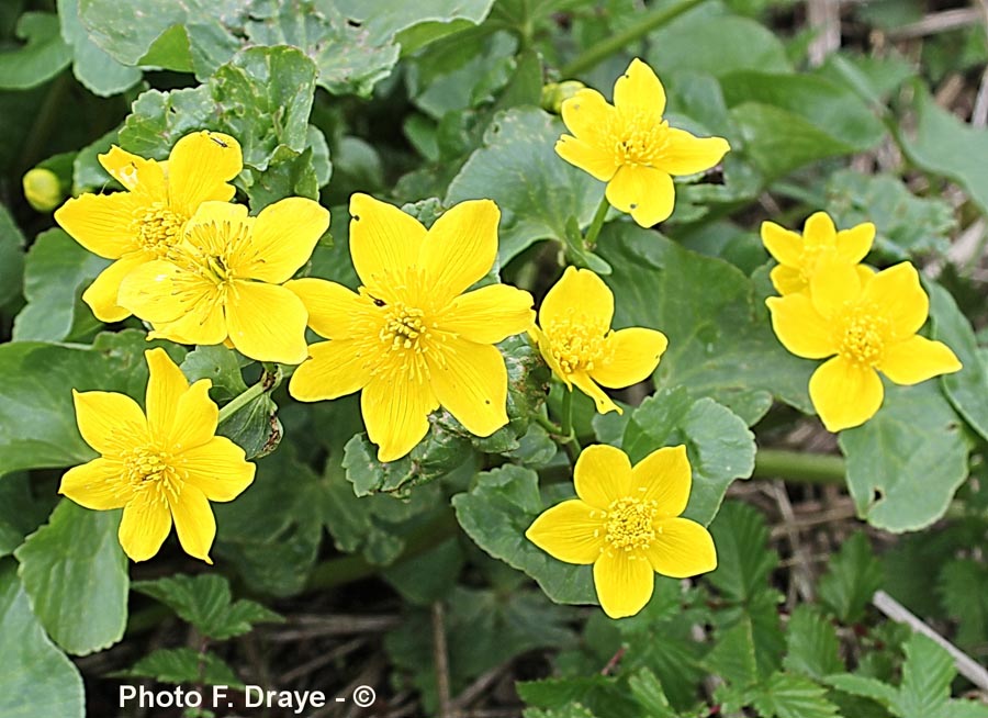 Caltha palustris