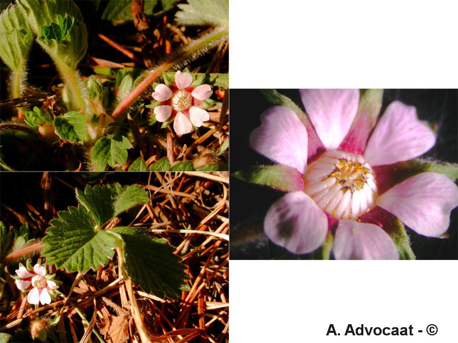Potentilla micrantha (potentille à petites fleurs)