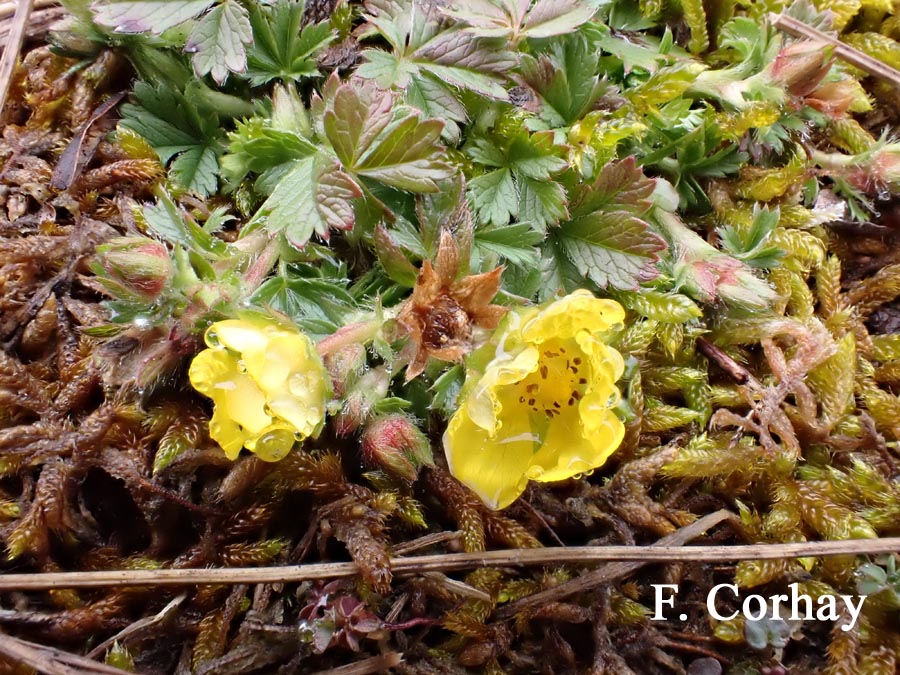 Potentilla verna (Potentilla neumanniana)