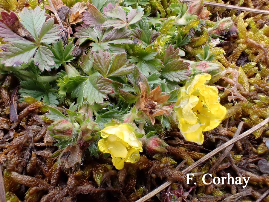 Potentilla verna (Potentilla neumanniana)