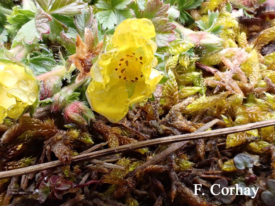 Potentilla verna (Potentilla neumanniana)