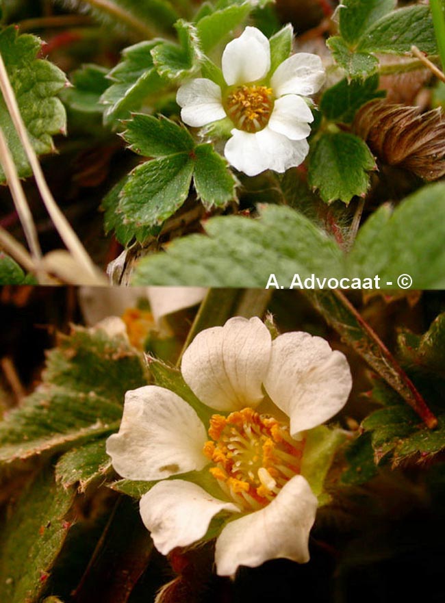 Potentilla sterilis (potentille stérile, potentille faux-fraisier)