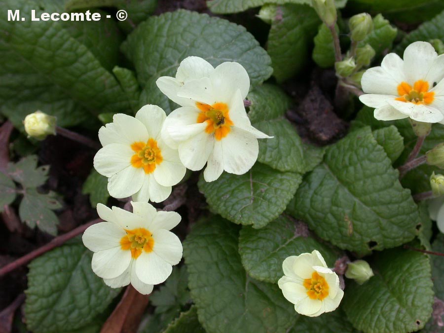 Primula sp. (primevère cultivar)