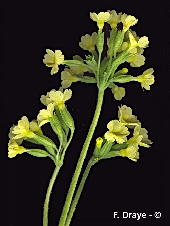 Primula eliator (primevère élevée)