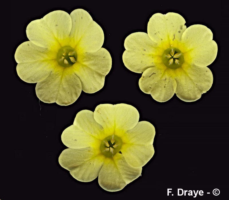 Primula eliator (primevère élevée)