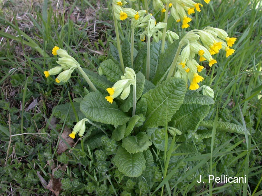 Primula veris