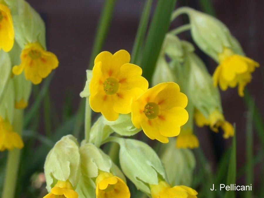 Primula veris