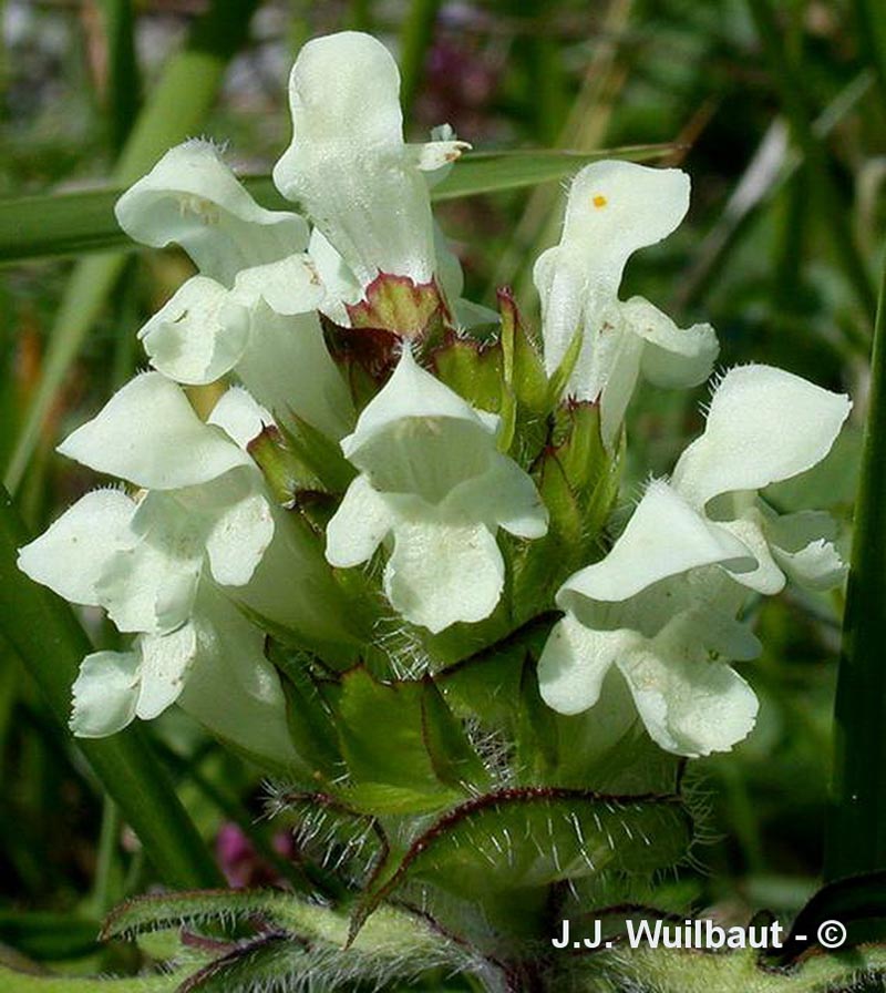 Prunella laciniata (brunelle laciniée)