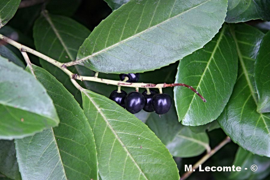  Prunus laurocerasus (laurier cerise)