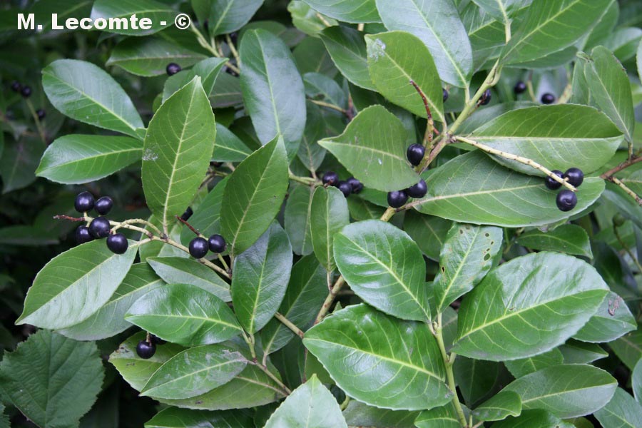  Prunus laurocerasus (laurier cerise)