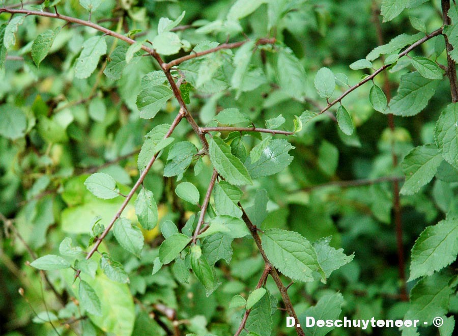 Prunus spinosa