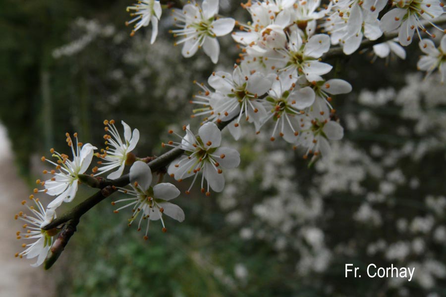 Prunus spinosa