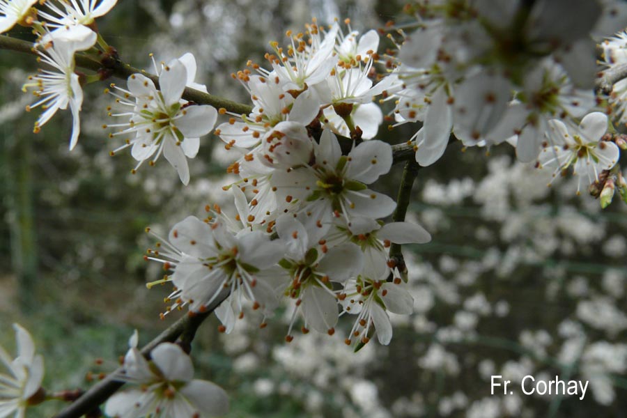 Prunus spinosa