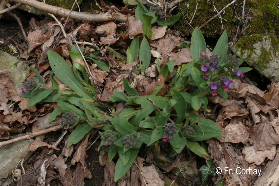 Pulmonaria monatana