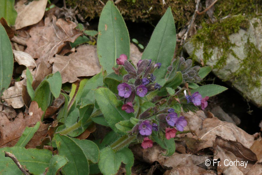 Pulmonaria monatana