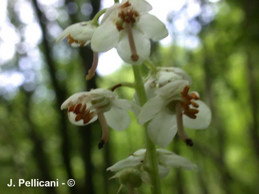 Pyrola rotundifolia