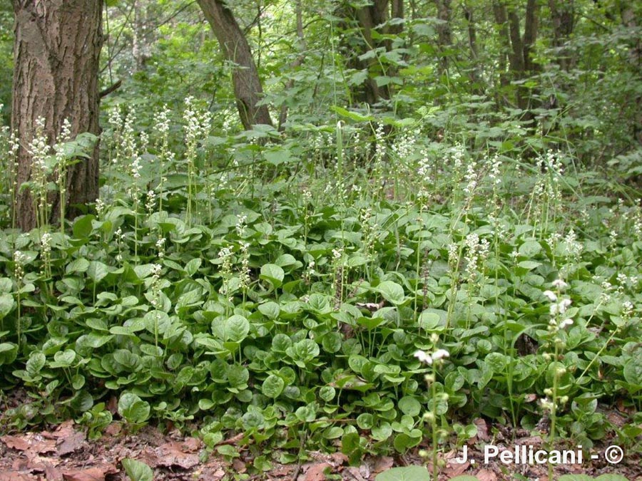 Pyrola rotundifolia