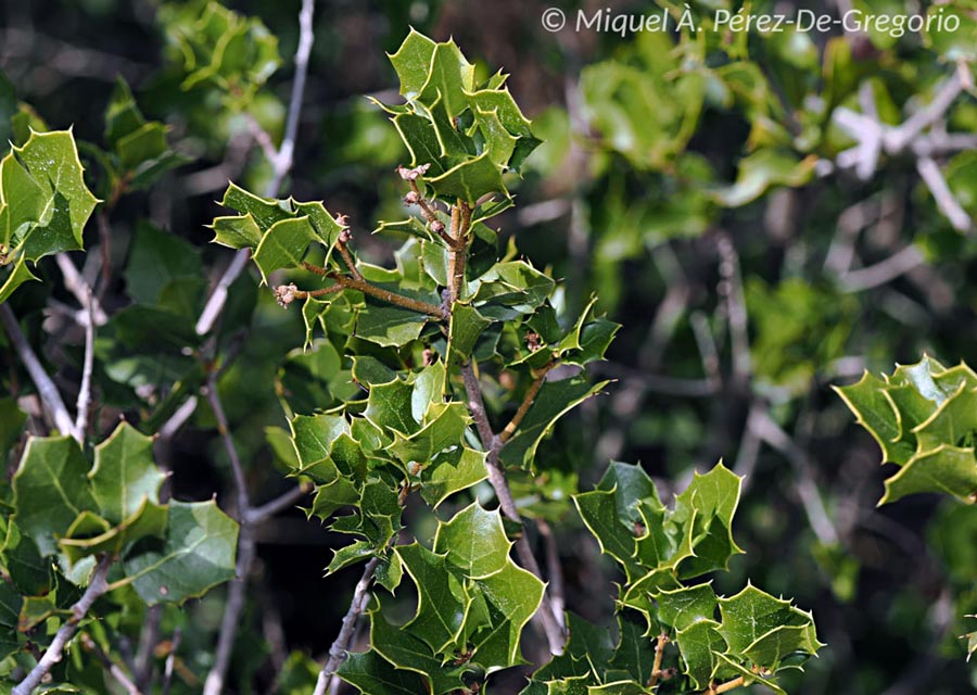 Quercus coccifera