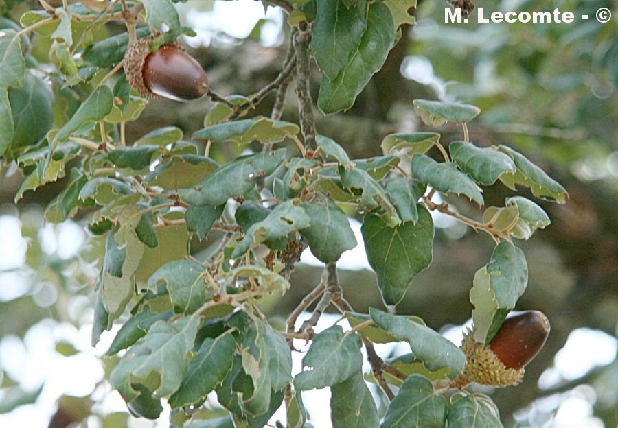 Quercus suber (chêne liège)