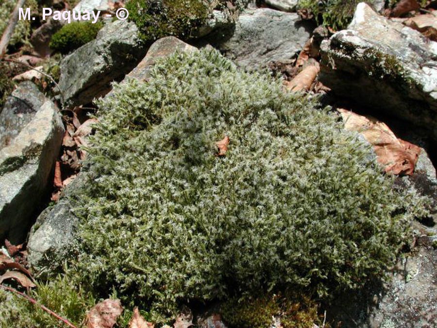 Racomitrium canescens (racomitre blanchâtre)
