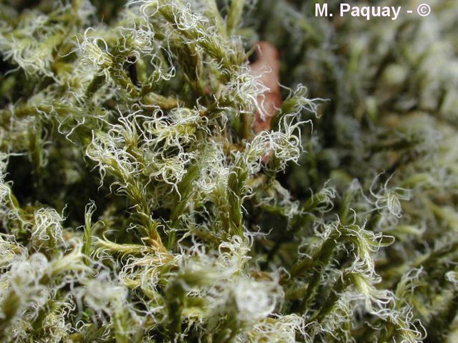 Racomitrium canescens (racomitre blanchâtre)