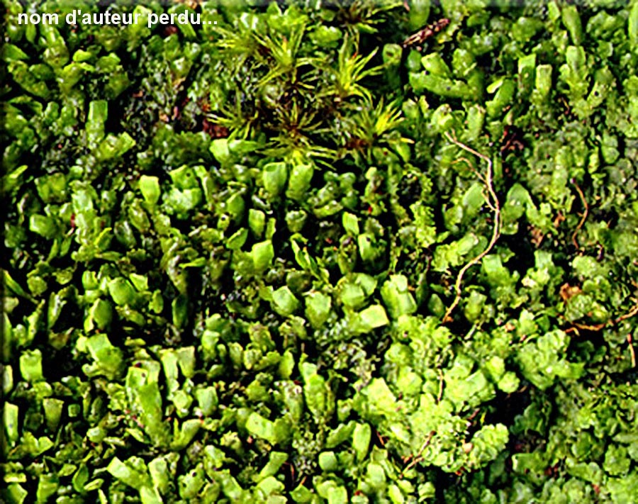 Radula complanata (radule aplatie)
