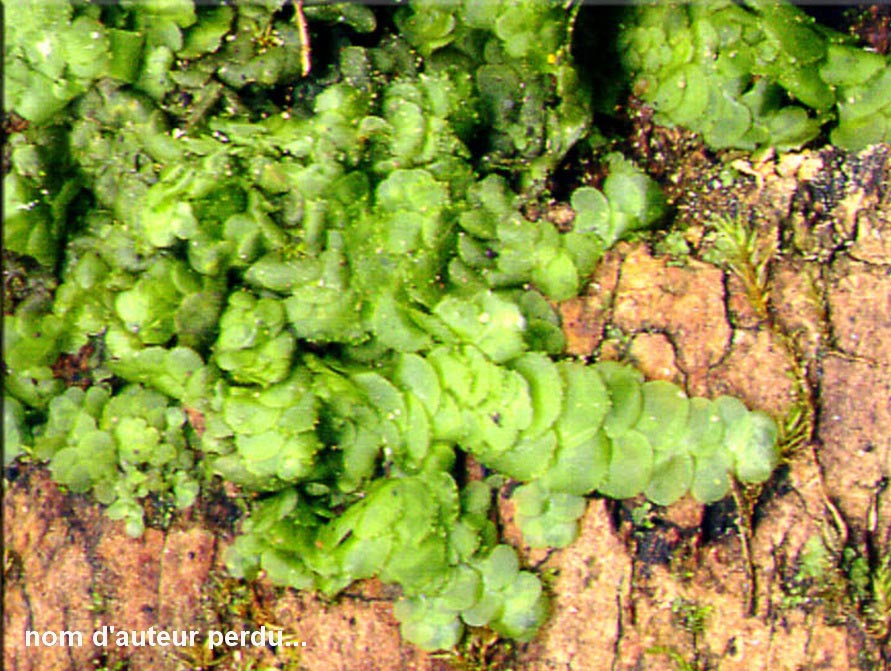 Radula complanata (radule aplatie)