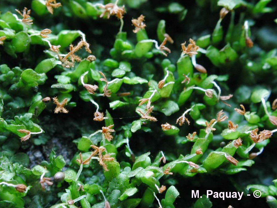 Radula complanata (radule aplatie)
