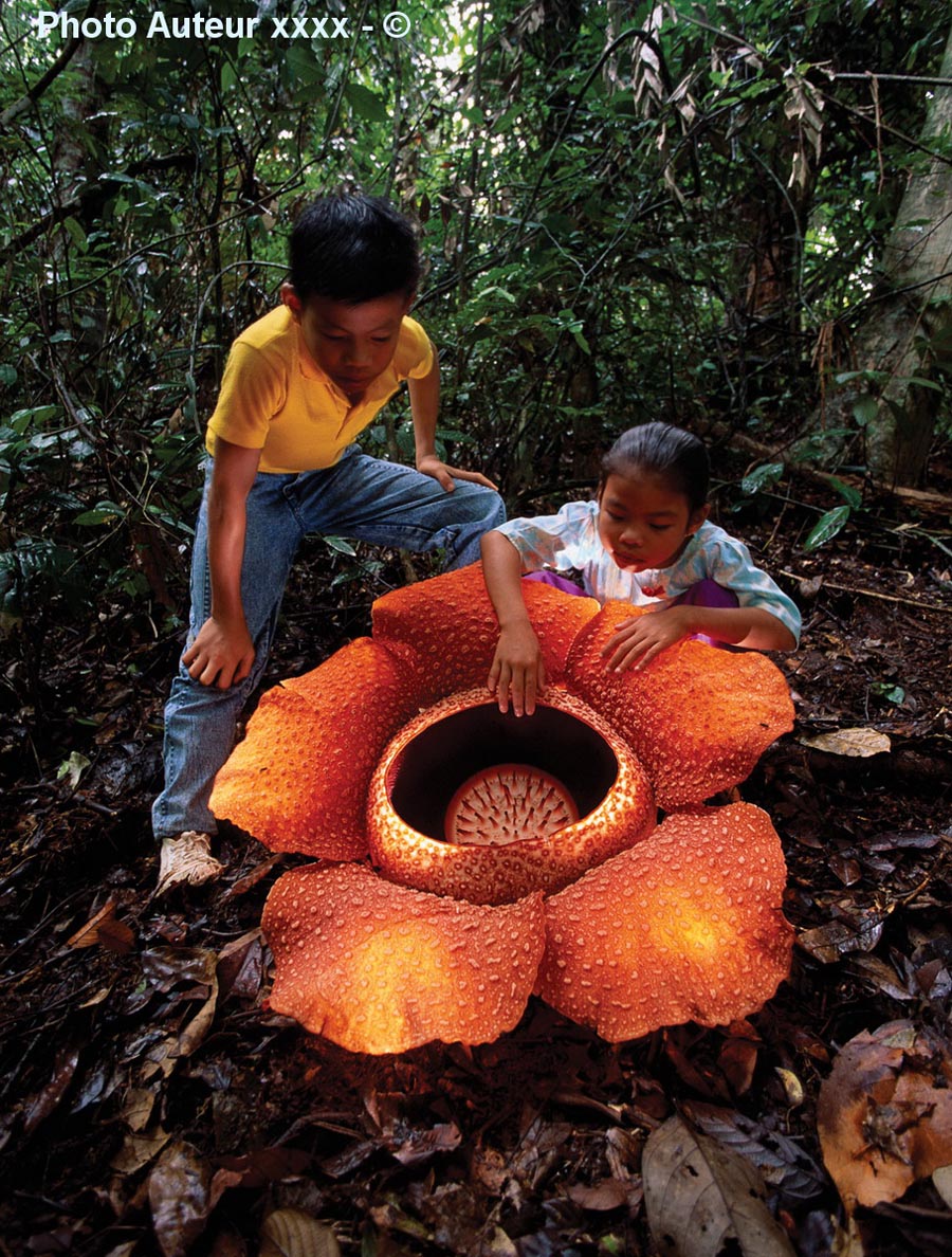 Rafflesia arnoldii