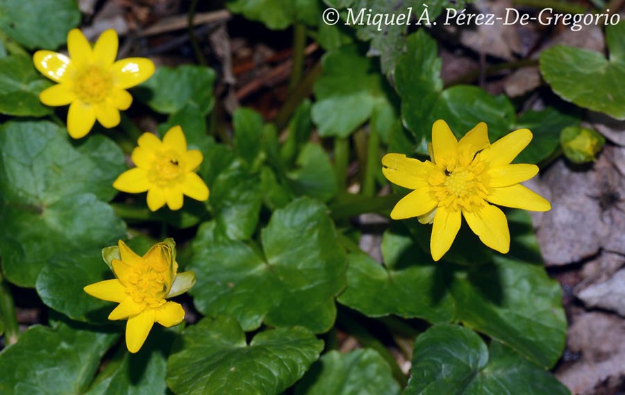 Ranunculus ficaria