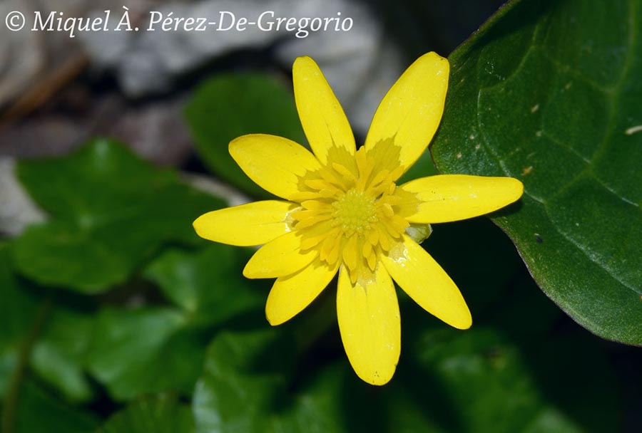 Ranunculus ficaria