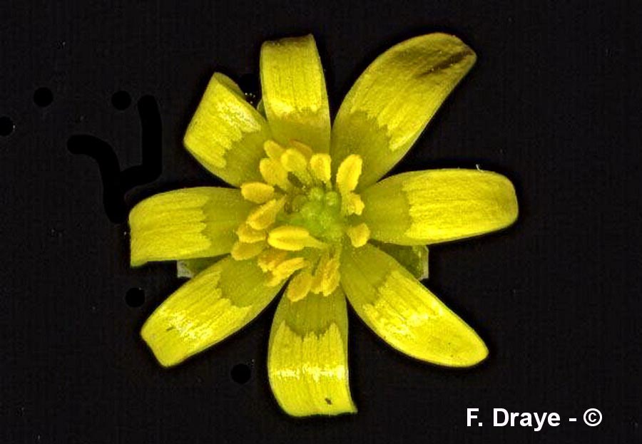 Ficaria verna (Ranunculus ficaria)