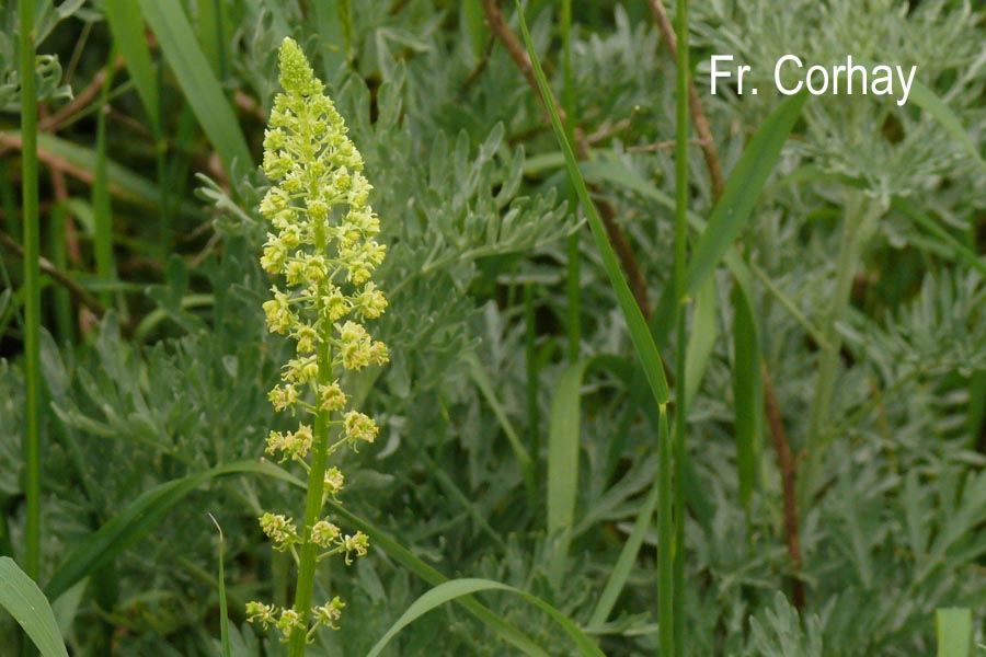 Reseda lutea