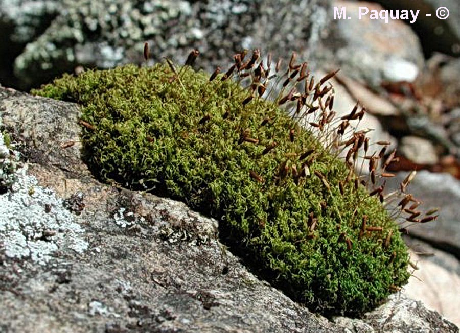 Rhabdoweisia crispata