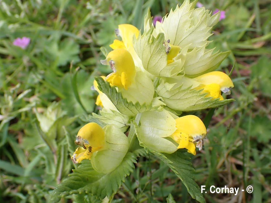 Rhinantus alectorolophus (grand rhinanthe, rhinante crête-de-coq)