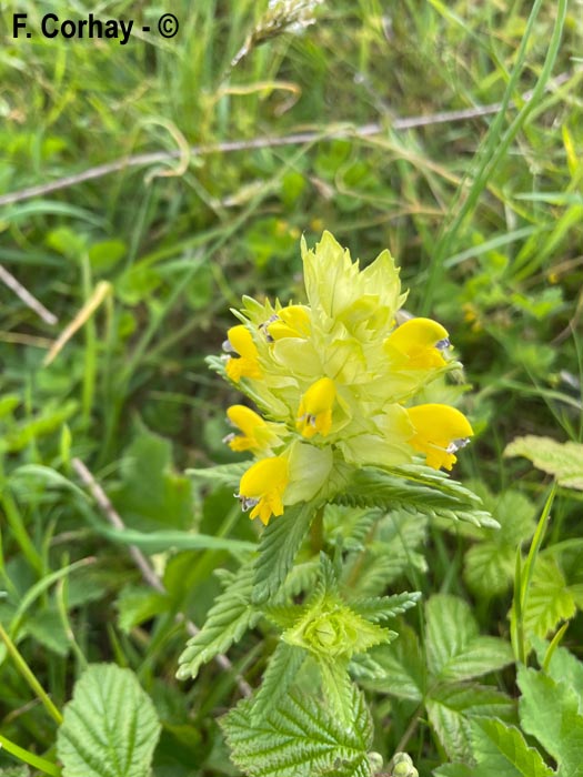 Rhinantus alectorolophus (grand rhinanthe, rhinante crête-de-coq)