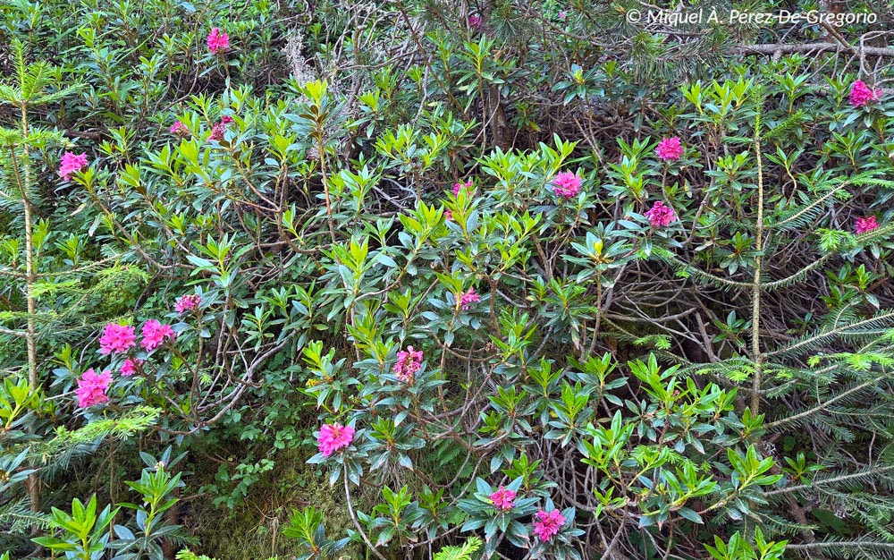 Rhododendron ferrugineum (rhododendron ferrugineux)