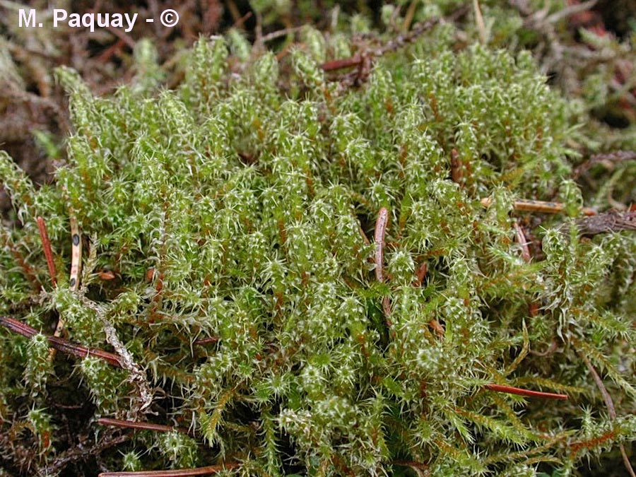 Rhytidiadelphus squarrosus