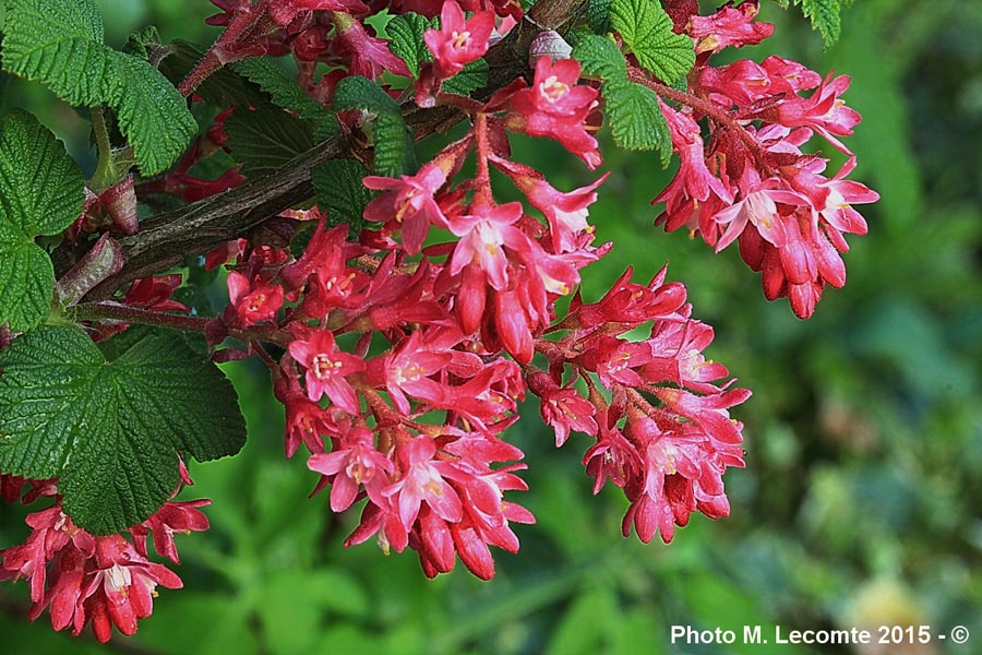 Ribes sanguineum