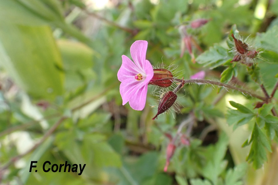 Geranium robertianum