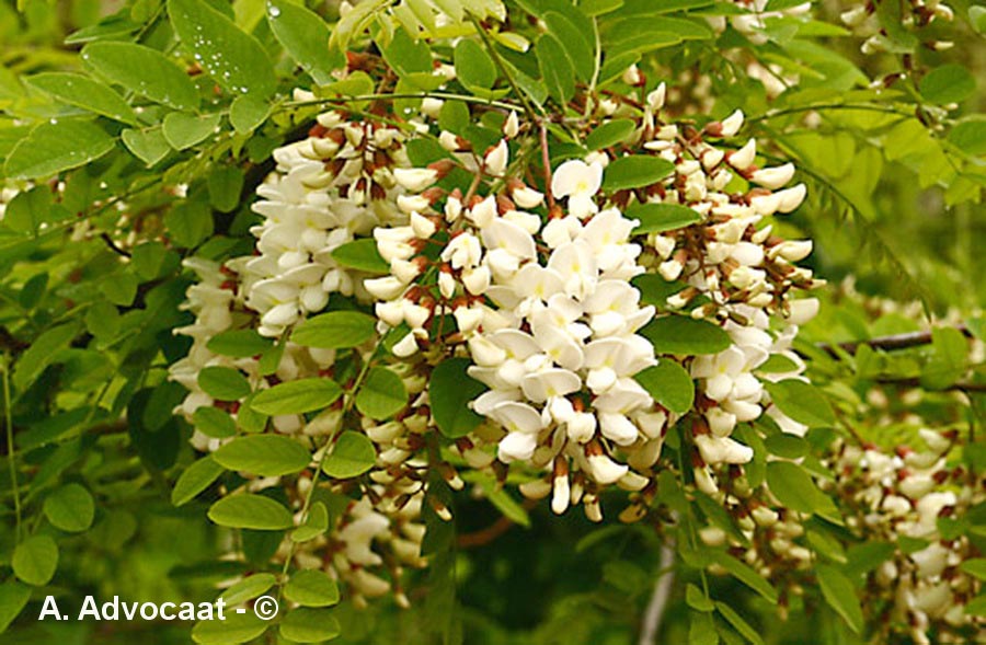 Robinia pseudacacia (robinier faux-acacia)