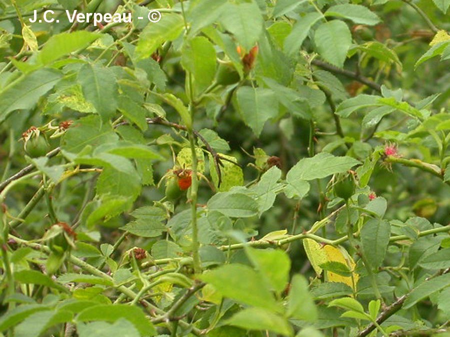 Rosa canina
