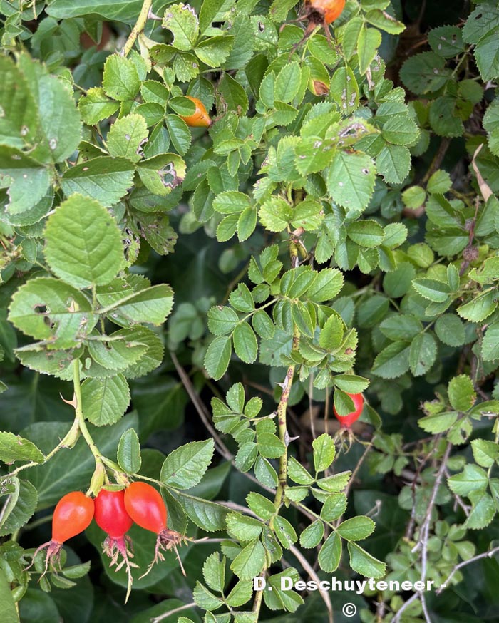 Rosa canina (rosier des chiens)