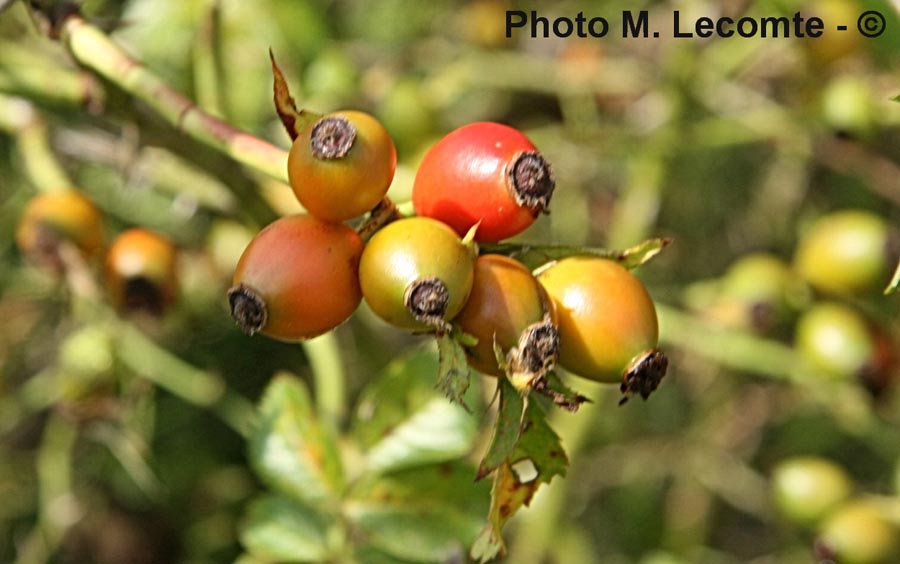 Rosa canina