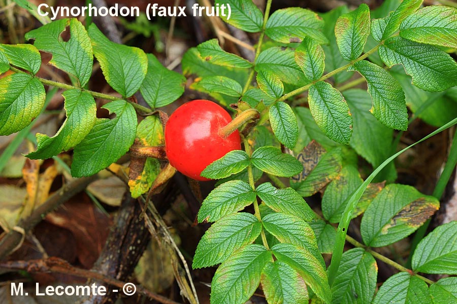 Rosa canina