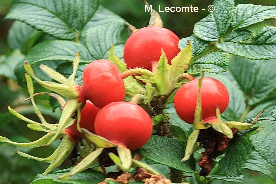 Rosa canina