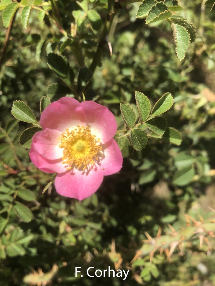 Rosa rubiginosa